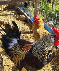 �Լ������ļ����е�׬��