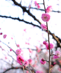 ���ˣ����ˣ��Ⲩ�������ۣ����ס��