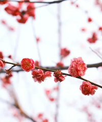 �������ۣ����ס��