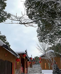 ������Ϻ��뻨��̫ƴ�ˣ�����̨�ݱ���������ѩ��