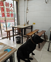 ��ֻ�󹷽����ֳԵľͲ�������