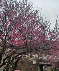 ���������ǣ�ѡ��·����Ұ��������ɽҰ��