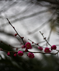 ���ܴ��Ͼ�ͷ�����ٺ����