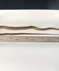 ��ΣҰ����ֲ���֣�̨�ݺ����״νػ�����