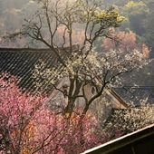 ��÷����