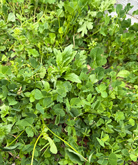 �ݶ���20Ԫһ���ˣ������13Ԫһ��