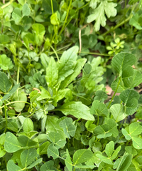 �ݶ���20Ԫһ����