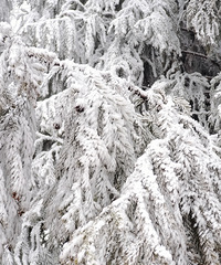 ���»���ѩ�������Ӱ�ѩ����ɫ������һ�����ظ�