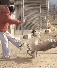 Ů��ι�����ͻϮ������