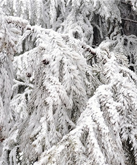 ���»���ѩ��