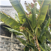 �Ž�������