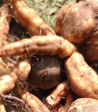 �²�����ʲô