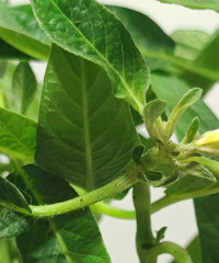 ����ܽ����