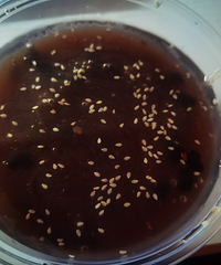 ��������ѩ���Եľ�������ɪɪ������ˬ��