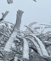 ����ѩ������ʱ���о��ڲ࣬������ѩ����ͷ