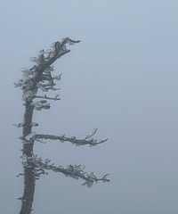 ����ѩ������ʱ���о��ڲ࣬������ѩ����ͷ