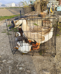 ��ֳ������ӿӿӲ�һ��