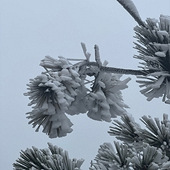 ������ѩ����ͷ