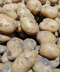 ���з�ѿ�����������������𣿲���˵�����ж���