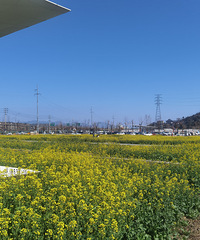 ����ʯ�߽�Ұ��԰���Ͳ˻������Ƶĸ�����