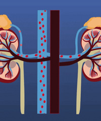 ����ʳ��Զ�������������ܶ��˶����ԡ���