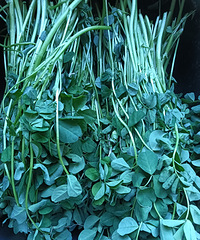 ��Ұ��Ļ��ݿ���ʳ���ˡ�