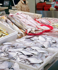 ������ն���Ⲩ���ʼ۸�̫����