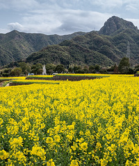 ����Ͳ˻��򿨣������ÿ����ŵľ�ɫ