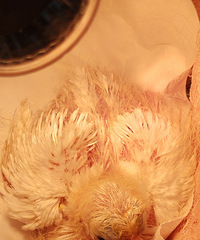 ����ë�е�С����