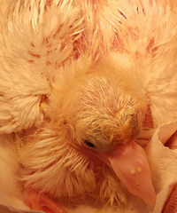 ����ë�е�С����