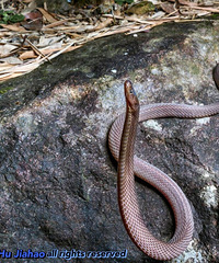 ȷ�������֣�̨����ѧ�������ڿ����ġ�