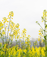 �������ģ�ֱ�ӳ壡