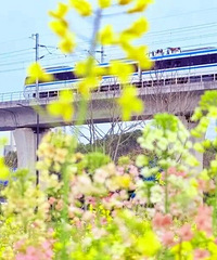 ������Ƭ��ɫ�Ͳ˻�����ʢ����