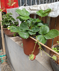 �Կż����ֵĲ�ݮ