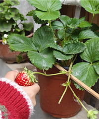 �Կż����ֵĲ�ݮ