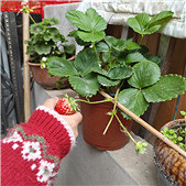 �Կż����ֵĲ�ݮ