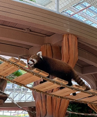 ̨���ܱ�С�������޺�ȥ��