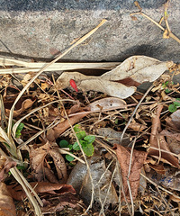 ����ʲôС���棬��ɫ�ģ��ж���