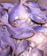 ֱ��60%�������̫����