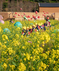 ���ҽ�Ұ��԰�Ͳ˻�������һȺС���ѣ���԰����˻��ֵ�����԰