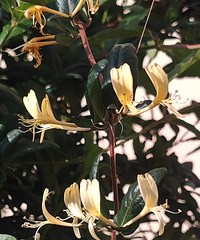 ������Ҳ�ļ�������