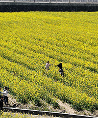 ����ɽ�Ͳ˻�����