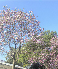 ���������ĺ�Ư��