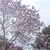 ���������ĺ�Ư��