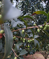 �������������û��