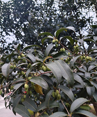 �������������û��