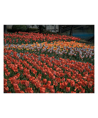 ����Ļ���