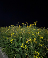 ������Ƭ֮ҹ��һ��ɽ�������