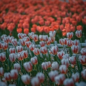 ����Ļ���