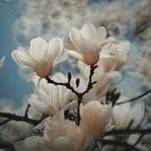 ������е�����